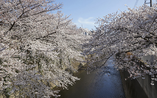 神田川の桜